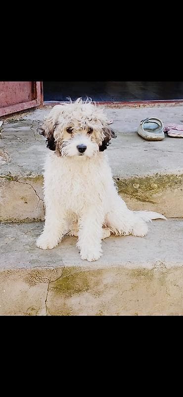 piknes itleri: Peyvəndli — 1