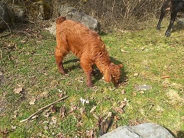 yerli keciler: Qırmızı-qəhvəyi rəngdə bala keçi - Cins: yerli dağ keçisi tipli — 6