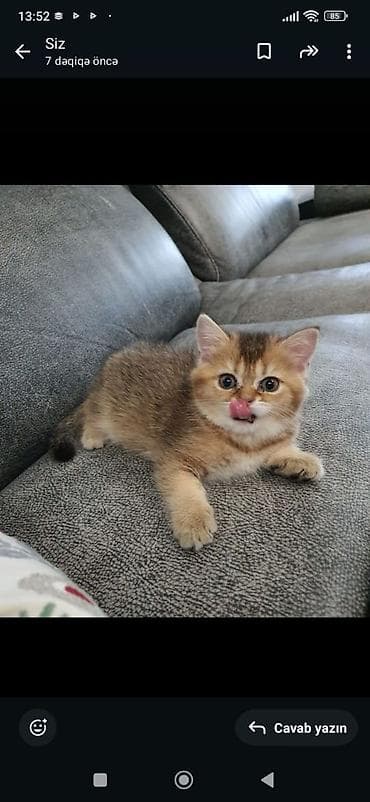 pişiy adları: Şotland — 5