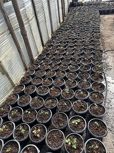 Саженцы деревьев: Dibçəkdə qızılgüllər satılır. Böyük dibçək 4 azn orta 3 azn kiçik — 6