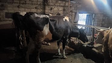 xaski sekileri: Süd istiqamətli inək sürüsü - Qara-ağ rəngli, iri cüssəli süd — 7