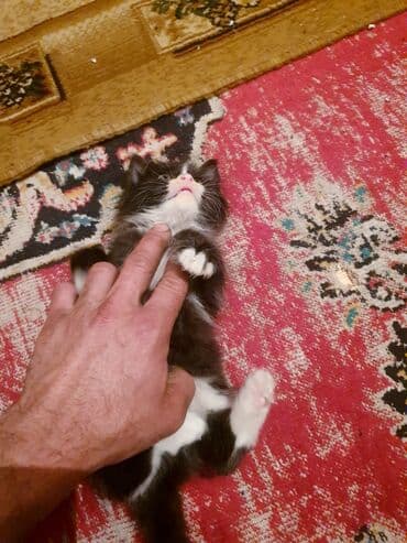 где можно купить котенка: Məhsul: Ev pişiyi və balası Təsvir: - Şəkillərdə iki pişik görünür — 7