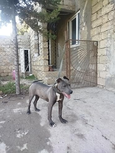 pit bul: Pitbul, 5 ay, Erkek, Peyvəndli — 6