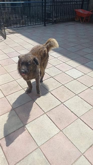 heyvan satisi: 1 il, Erkek — 3