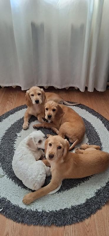 Retriever, 7 ay, Dişi, Peyvəndli