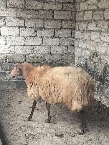 qoyun barter: Qoyun – qaragül tipli, uzunqulaq, qəhvəyi başlı və açıq qəhvəyi yunlu — 3