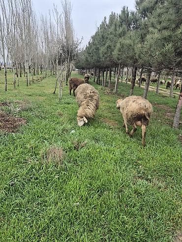 1 sudlu keci satlir - Növ: Yerli qarışıq cinslər (quzu verimi və