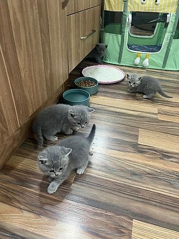 pişik balaları: Britan — 1