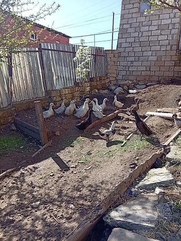 cücə və xoruz təmsil: Temiz pekin ordeyleri yumrtasi 90 faiz mayalı siferis önceden veresiz — 4