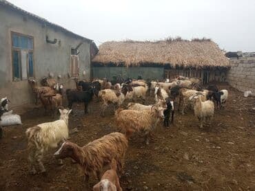 cucə yem qabı: Keçilər satilir — 8