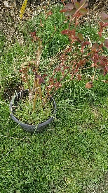 Məhsul: BÖYÜK QIZILGÜL KOLLARI. 1 kolun qiyməti 20 azndir. Təsvir: -