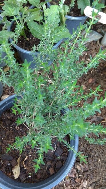 gul toxumlari: Həyət gülleri. 90növ çesid var! — 14