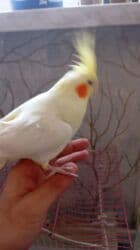 Информатика: Korellalar satılır. 3 dənədi 1 - i əl quşudu. Qəfəs qarışıqda — 2