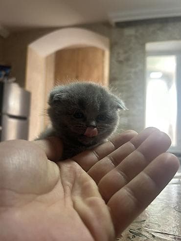 pişiy adları: Britan — 1