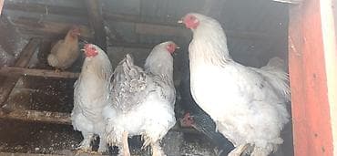 ucuz ev iti: Toyuq, Brama, Damazlıq — 4