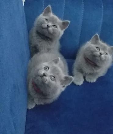 pişik pers: Британская — 2