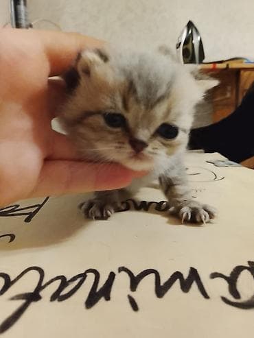 avcarka balaları: Britan — 6