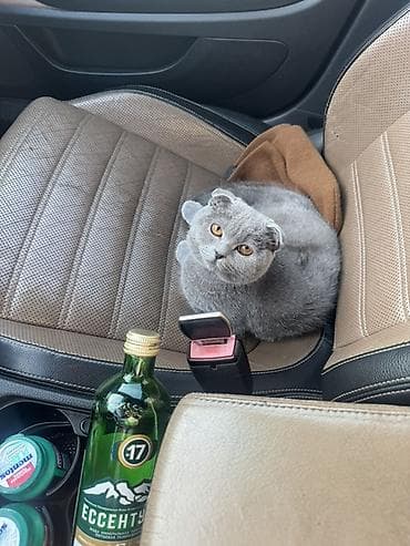 siyan pişik: Şotland yastı qulaq — 4