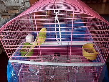 akvarium baliqlari satisi: Məhsul: Bülbül qəfəsi və aksesuarları ilə birlikdə dalğalı papuqaylar — 2
