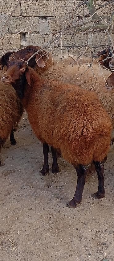 Keçilər, çəpişlər: Salam ünvan Bakıin maştağa kendi obşi 5 baş qoçnu almış boğaz cavan — 7