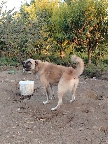 Qurdbasar, 1 il, Erkek, Peyvəndli, Ünvandan götürmə