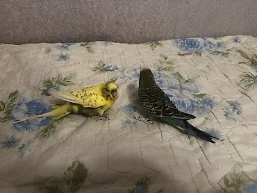 ev heyvanlarının satışı: Məhsul: Cüt dalmatin papuqay (büdcərigar/budgerigar) Təsvir: - İki — 2