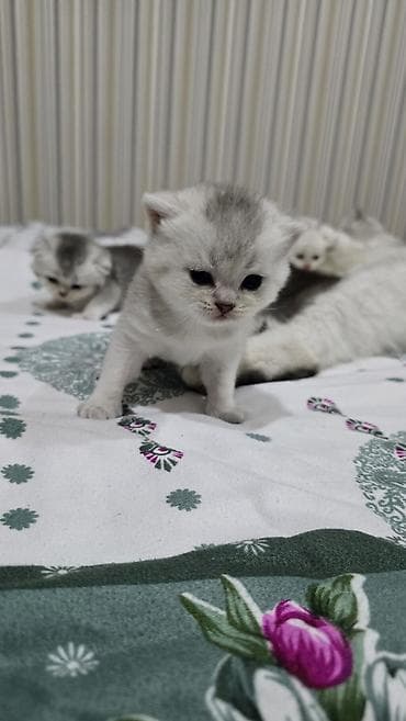 anqora pişiklər: Qızıl şinşilla, Ünvandan götürmə — 3