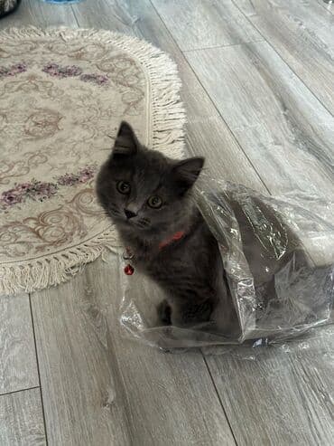 Boz tüklü, uzun tüklü ev pişiyi - Rəng: tünd boz (monoxrom), yumşaq və