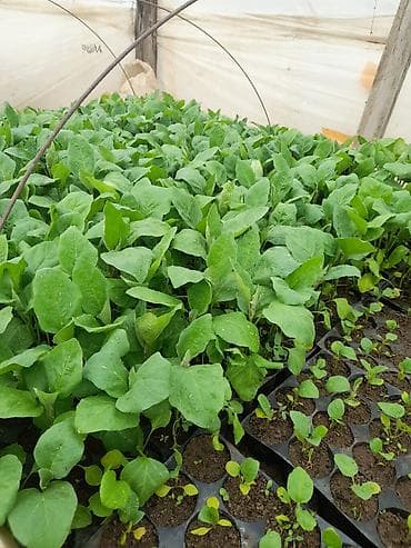 1 tonluq bak: Salam şitillərimiz cixdi satışa kime lazim olsa əlaqə saxlasin bibər — 1