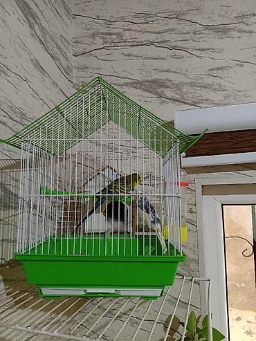 Quşlar: Dalmatin və klassik rəngli iki dalğıç tutuquşu (budaqlar üzərində) ilə — 5