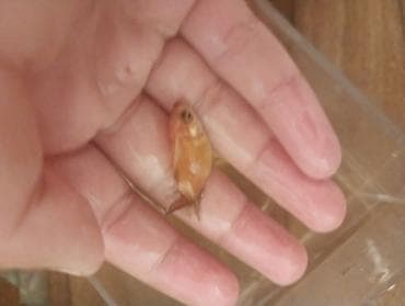 mermer baligi: Qızıl balıq, Sülhsevər — 5