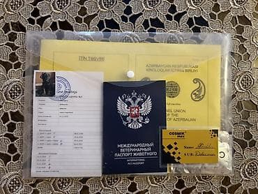 holstein inek satilir: Doberman, 3 ay, Dişi, Sənədli, Ünvandan götürmə, Pulsuz çatdırılma, Ödənişli çatdırılma — 5