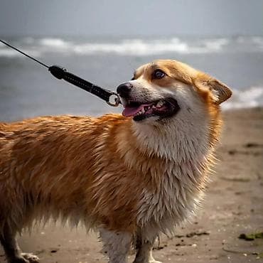 Akvarium aksessuar və ləvazimatları: Korgi — 3