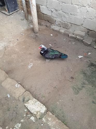 Erkək, | Lal ördək, Damazlıq lalafo.az -da Erkək, | Lal ördək, Damazlıq