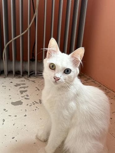 heyvan alqi satqisi: Van, Dişi, Ünvandan götürmə — 3