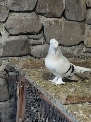 qiz it adlari: Qoşa kəkil türk taklasi satilir.tam.qizgin cütə hazir ərkeydir.qiymət — 3