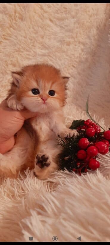 bala pişik ucuz: Qızıl şinşilla, Dişi — 1