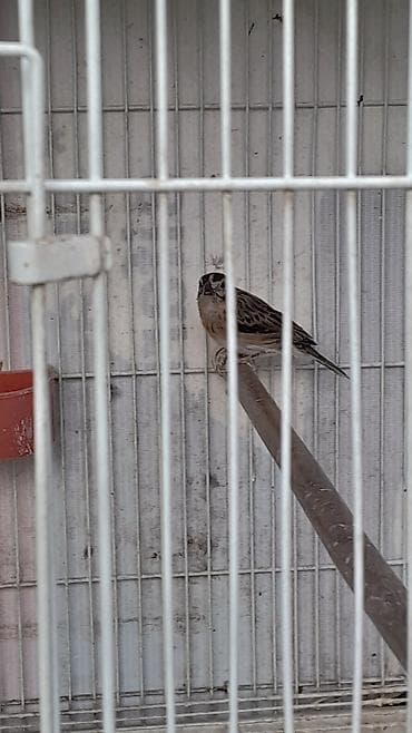 it yuvası satilir: Məhsul: Egzotik dekorativ quşlar cütlük Təsvir: - Növ: Uzun quyruqlu — 4