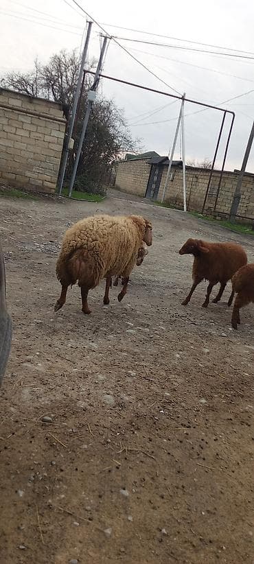 Digər heyvanlar: Qoyun sürüsü satılır - Cins: yerli yağlı quyruq (qonur-açıq qəhvəyi — 3