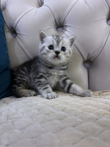 Lincoln: Британская, Самец — 3