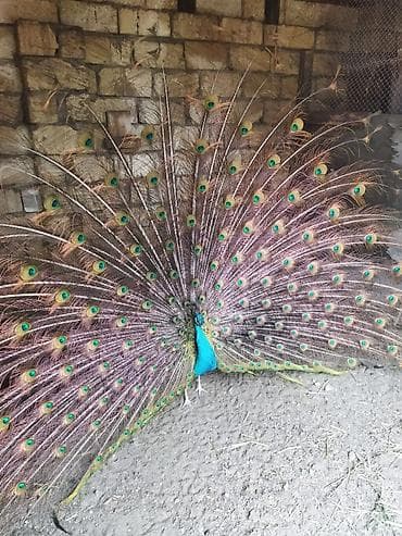 qaşqaldaq quşu: Məhsul: Hind tovusu (taclı tovuz quşu), erkək dişi cüt satılır — 1