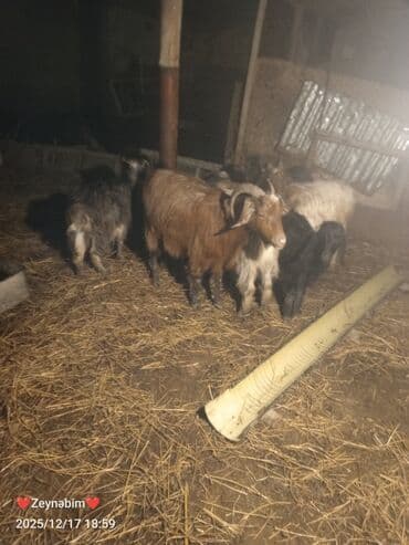 7 bas disi damazliga yararli elde saxlanan tam saglam keci cepis