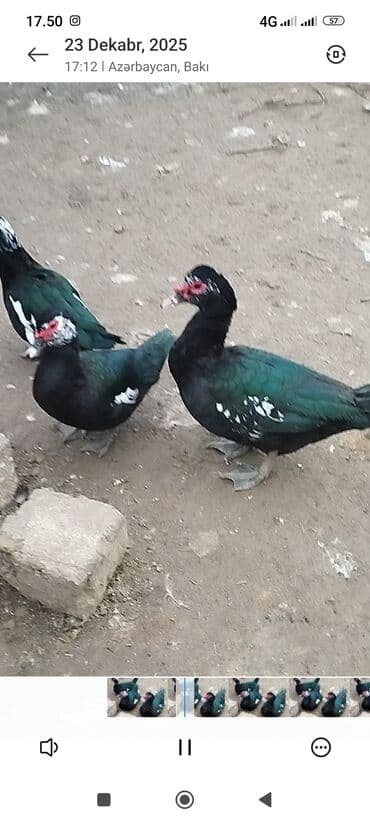 sican tələsi: Muscovy ördəkləri (indoutka) – qara-yaşıl parıltılı lələk quruluşu, ağ — 4