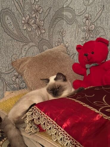 Şinşilla, Dişi, Yaxşı əllərə