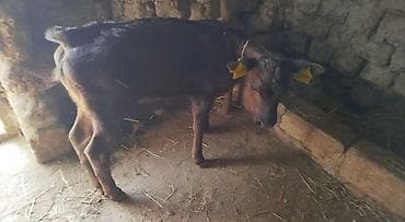 erkek dana satilir: Dişi, Holsteyn, il: 2, Südlük — 4