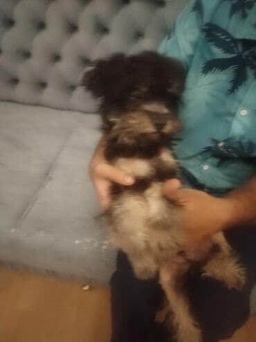 где можно купить собаку мальтипу: Пудель, 5 месяцев, Самец — 7