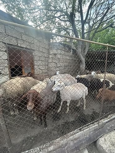 mal bazarı: Qoyun sürüsü – qarışıq rəng və tiplər - Təyinat: ətlik və damazlıq — 3
