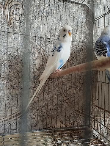 Pişiklər: Cüt satılır . 40 manat — 1