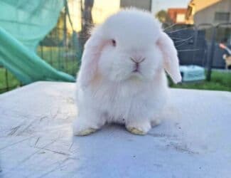dovşan alıram: 🐰 Mini Holland və Şotland Lop dovşanlar satışdadır! Tam sağlam, aktiv — 4