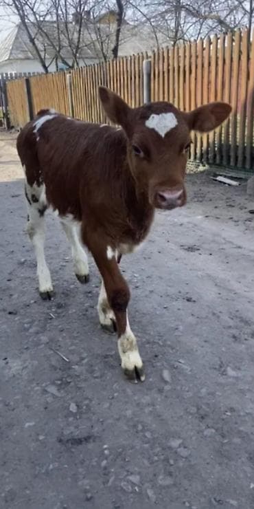 heyvan yemləri: Dana, buzov, Dişi, Simental, ay: 2 — 4